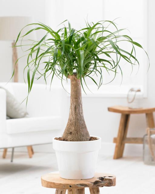 Ponytail palm