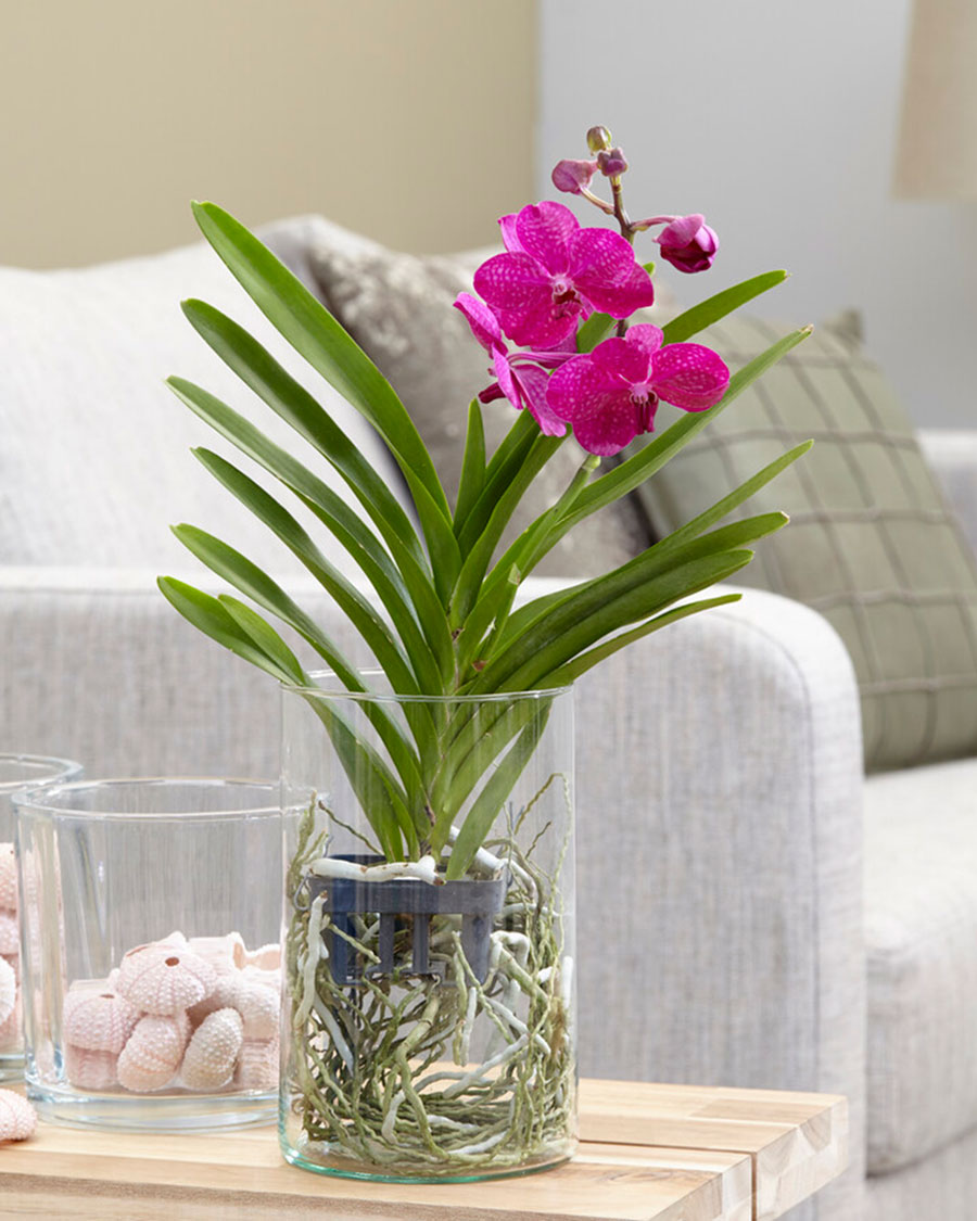 Vanda orchid | Botanicum - oitsevad | Interflora Eesti. Flower Delivery