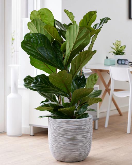 Fiddle-leaf fig