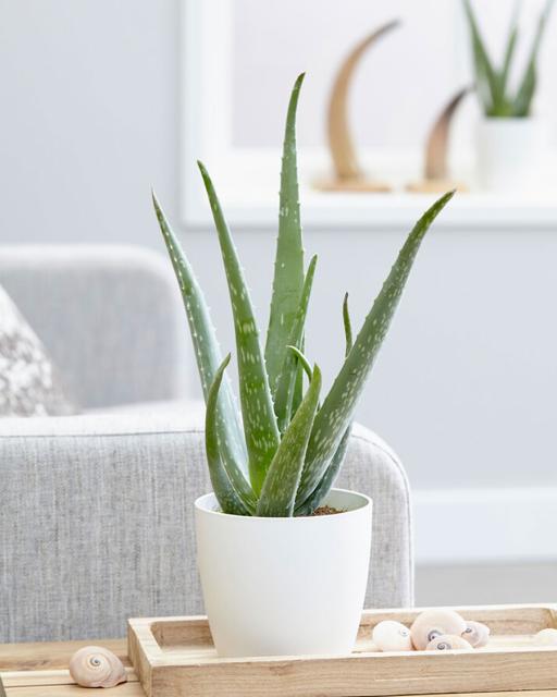 Aaloe vera