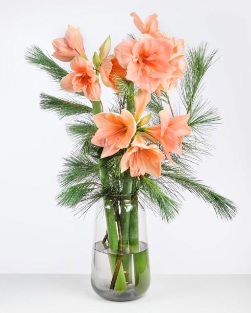 Tuhatjalgne jõulurõõm