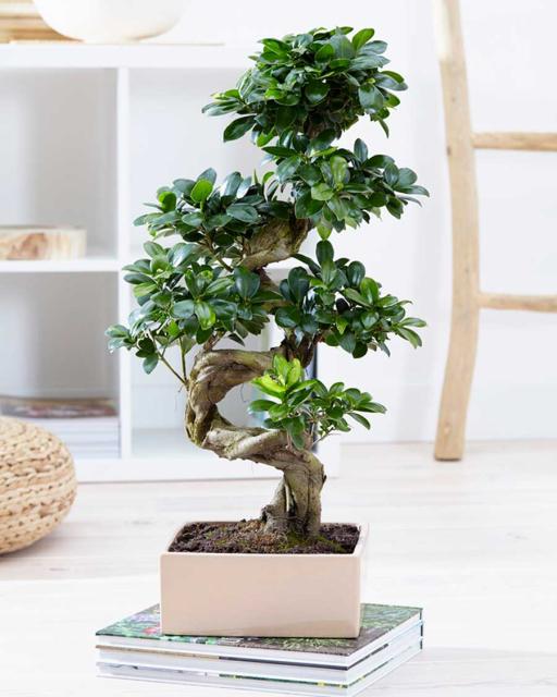 Viigipuu bonsai