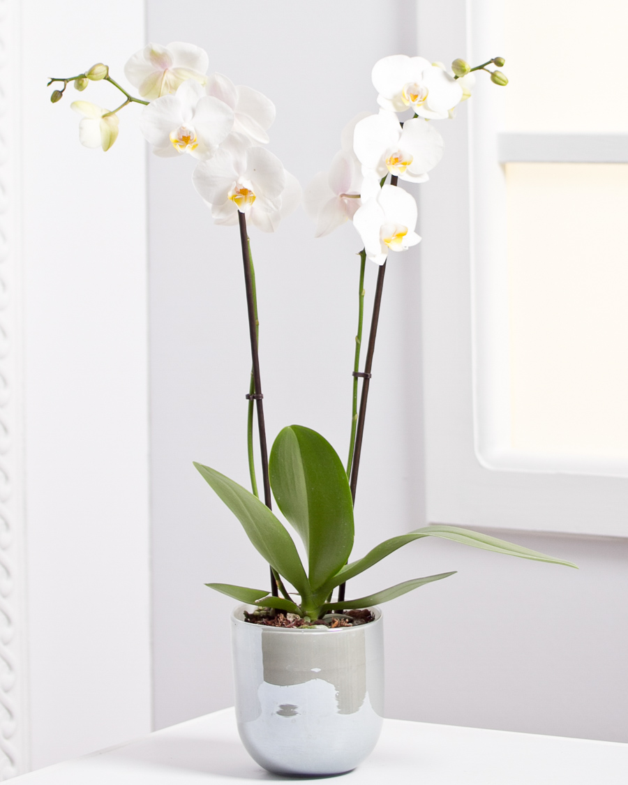 Orchid (Phalaenopsis)