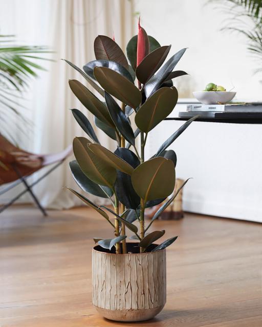 Rubber Fig (Ficus Elastica)