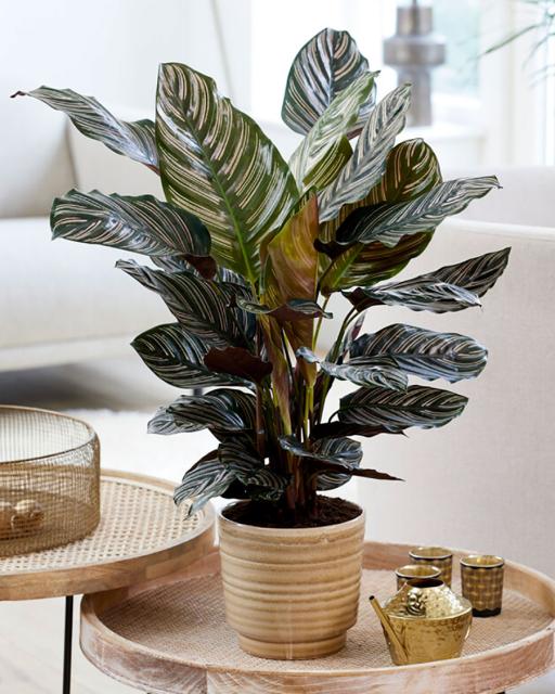 Prayer plant (Calathea)