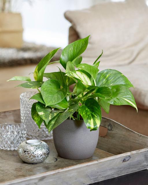 Pothos (Epipremnum) or Philodendron