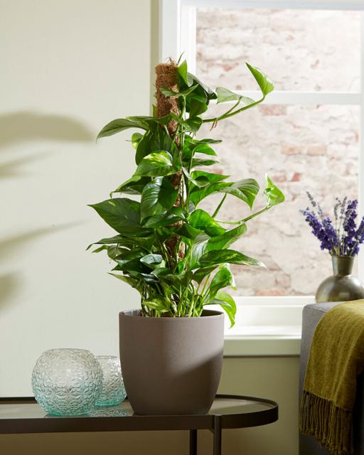 Large Pothos (Epipremnum)