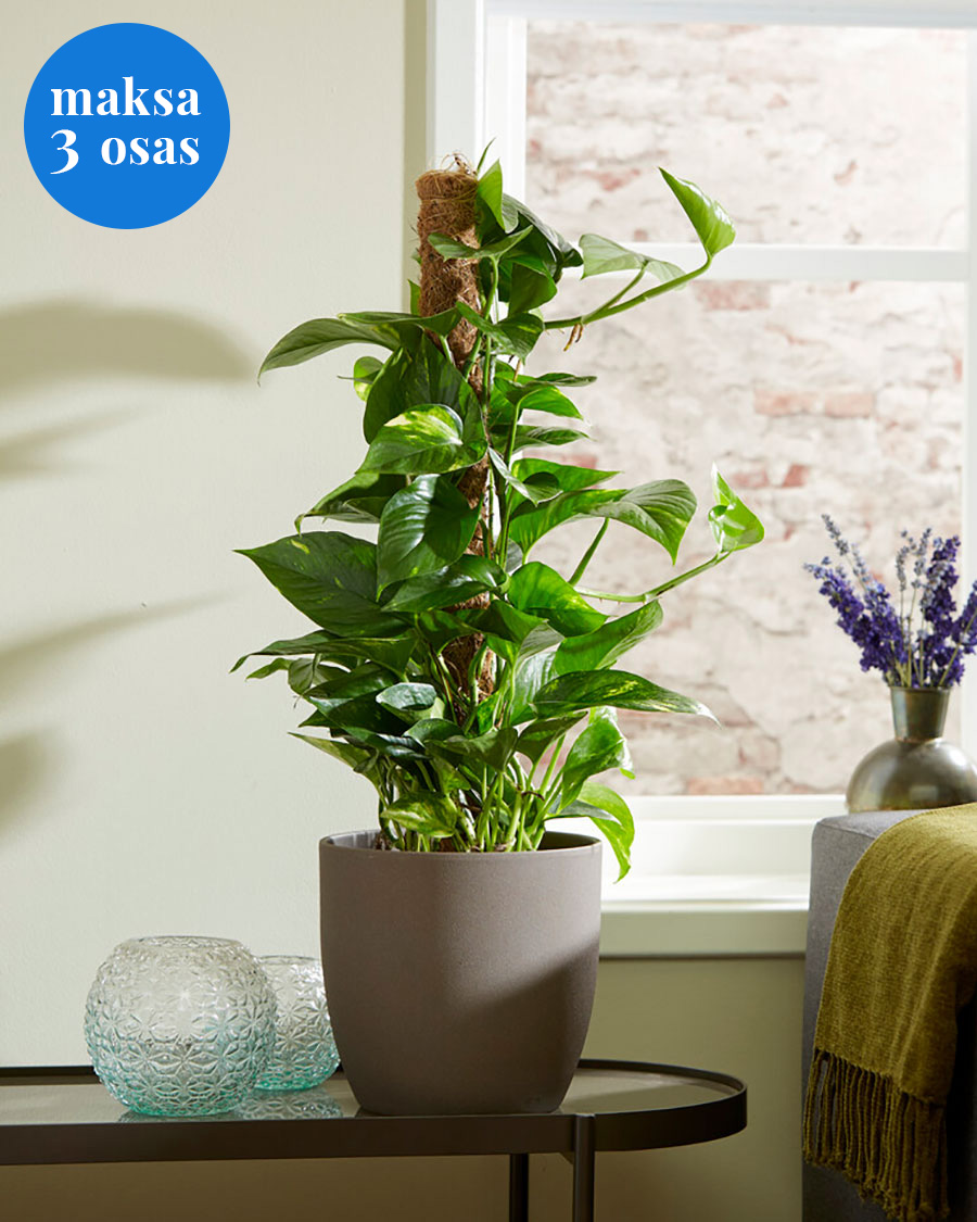 Suur nöelköis toel